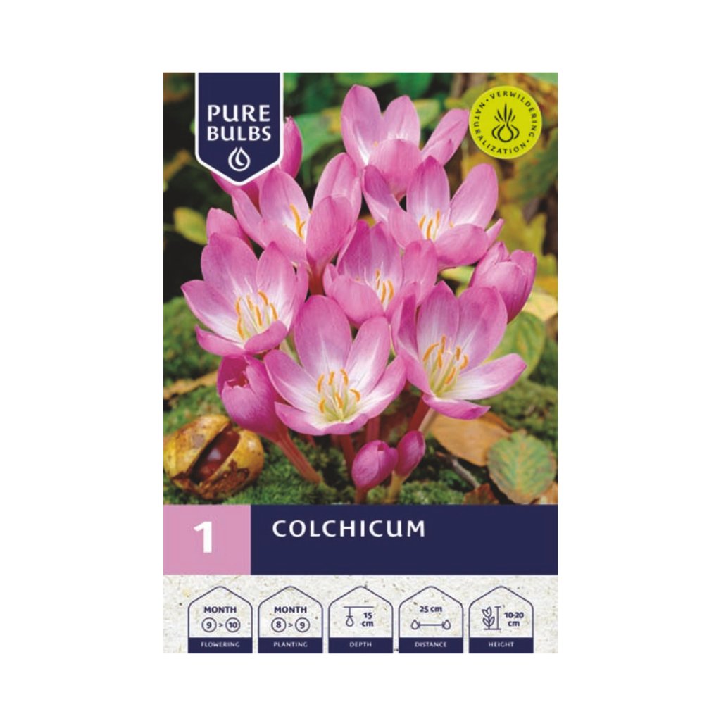 Pure Bulbs Colchicum (Herfsttijloos) 1 bol