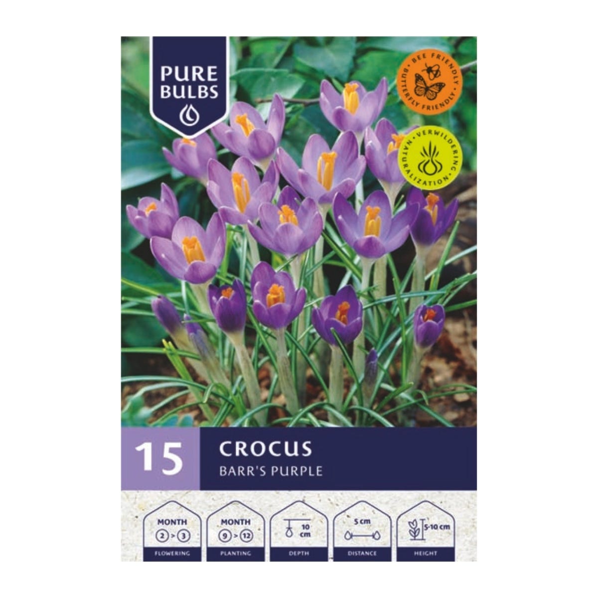 Pure Bulbs Bloembollen Krokus (Crocus 'Barr's Purple') 15 stuks