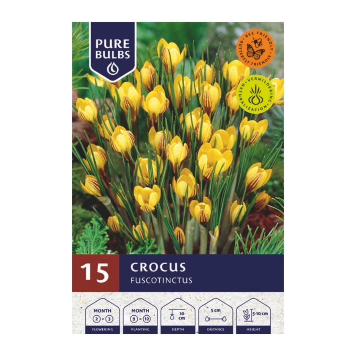 Pure Bulbs Bloembollen Krokus (Crocus 'Fuscotinctus') 15 stuks