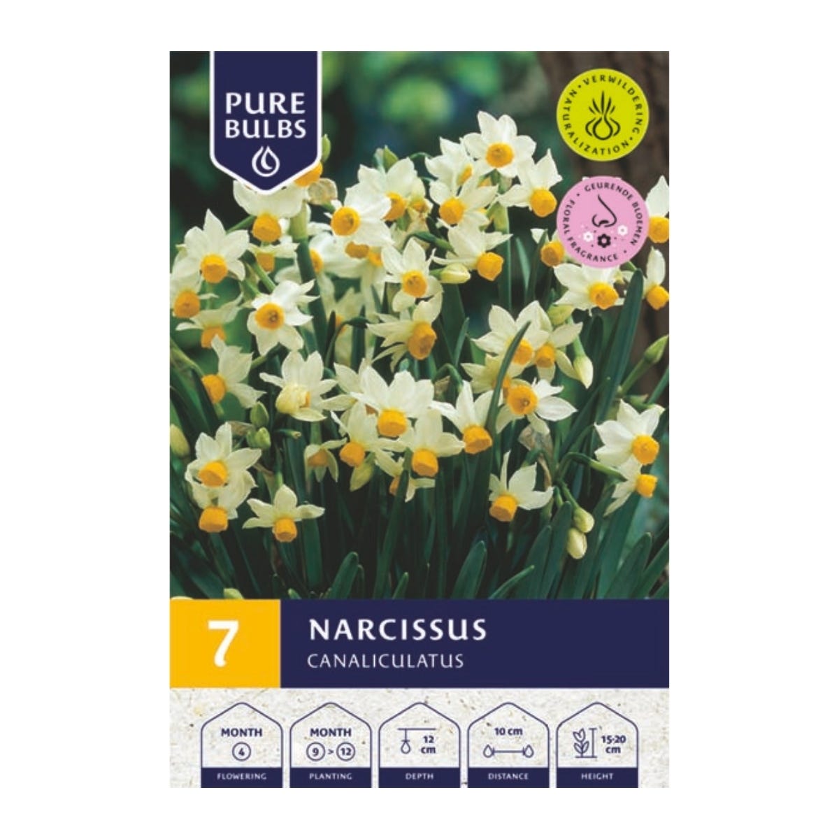 Pure Bulbs Bloembollen Narcis (Narcissus 'Canaliculatus') 7 stuks