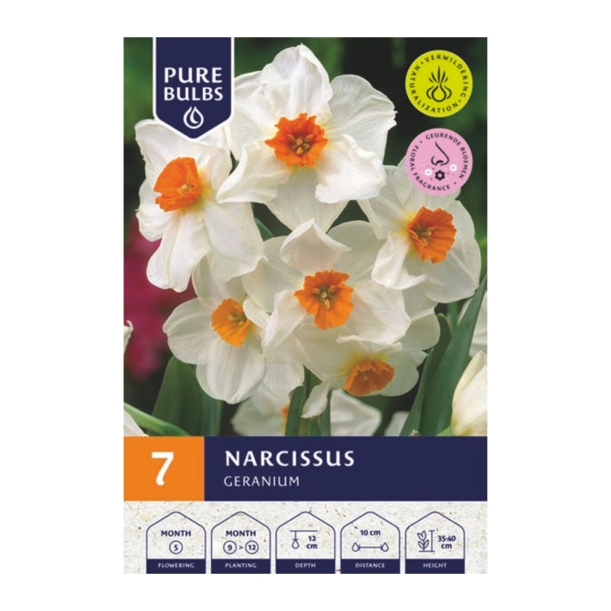 Pure Bulbs Bloembollen Narcis (Narcissus 'Geranium') 7 stuks