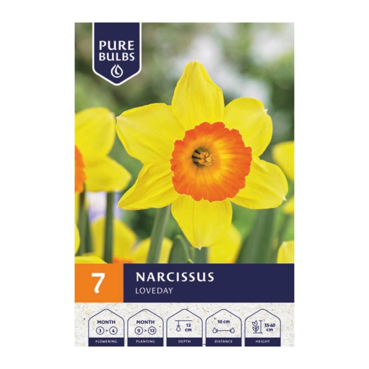 Pure Bulbs Bloembollen Narcis (Narcissus 'Loveday') 7 stuks
