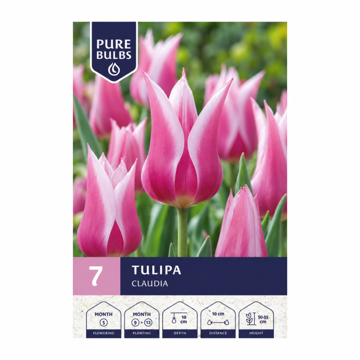 Pure Bulbs Bloembollen Tulp (Tulipa 'Claudia') 7 stuks