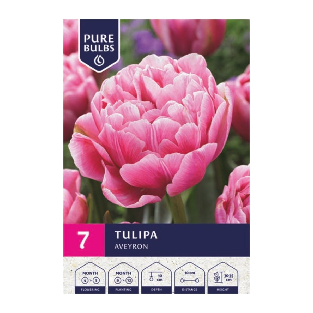 Pure Bulbs Bloembollen Tulp (Tulipa 'Aveyron') 7 stuks