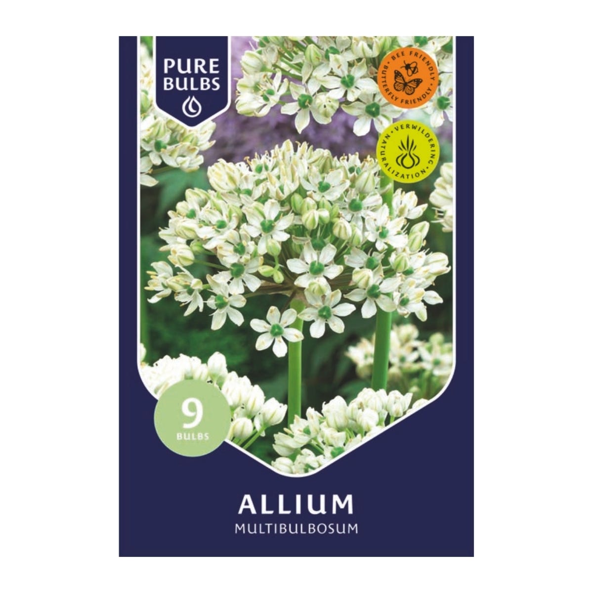 Pure Bulbs Bloembollen Sierui (Allium 'Multibulbosum') 9 stuks