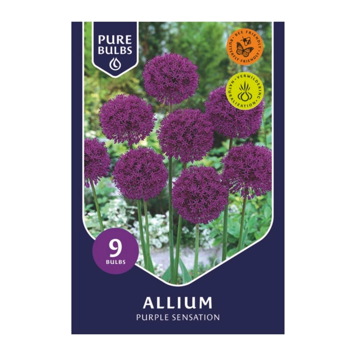 Pure Bulbs Bloembollen Sierui (Allium 'Purple Sensation') 9 stuks