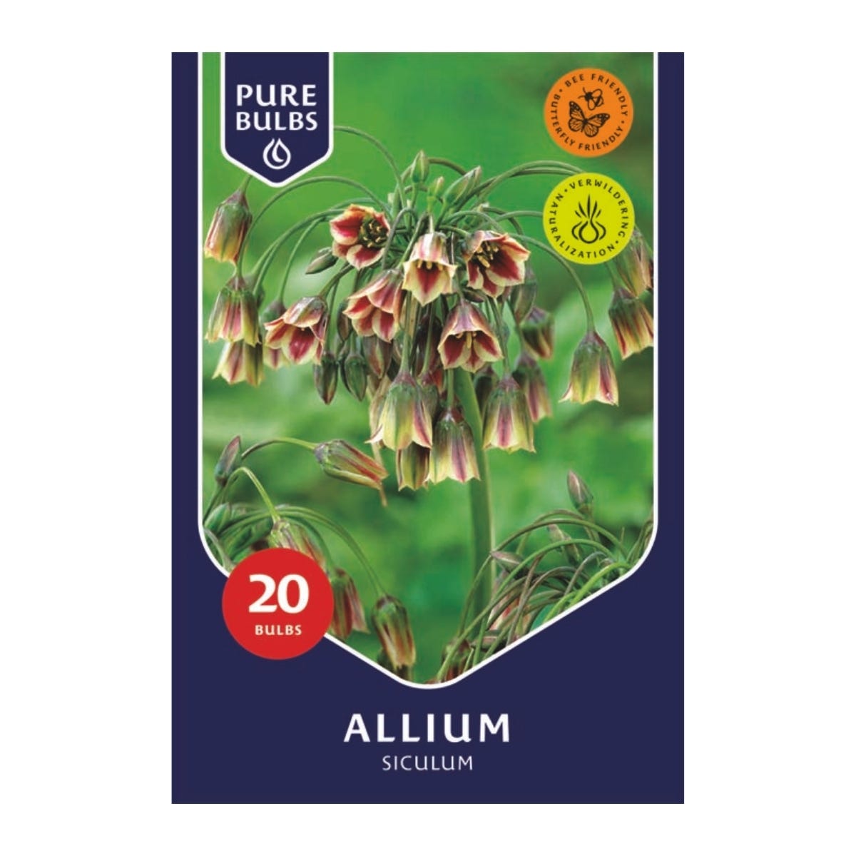 Pure Bulbs Bloembollen Sierui (Allium 'Siculum') 20 stuks