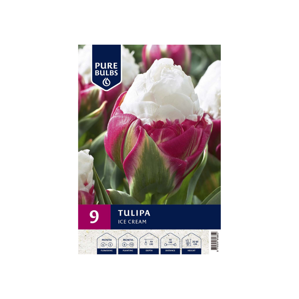 Pure Bulbs Tulipa Ice Cream 9 bollen