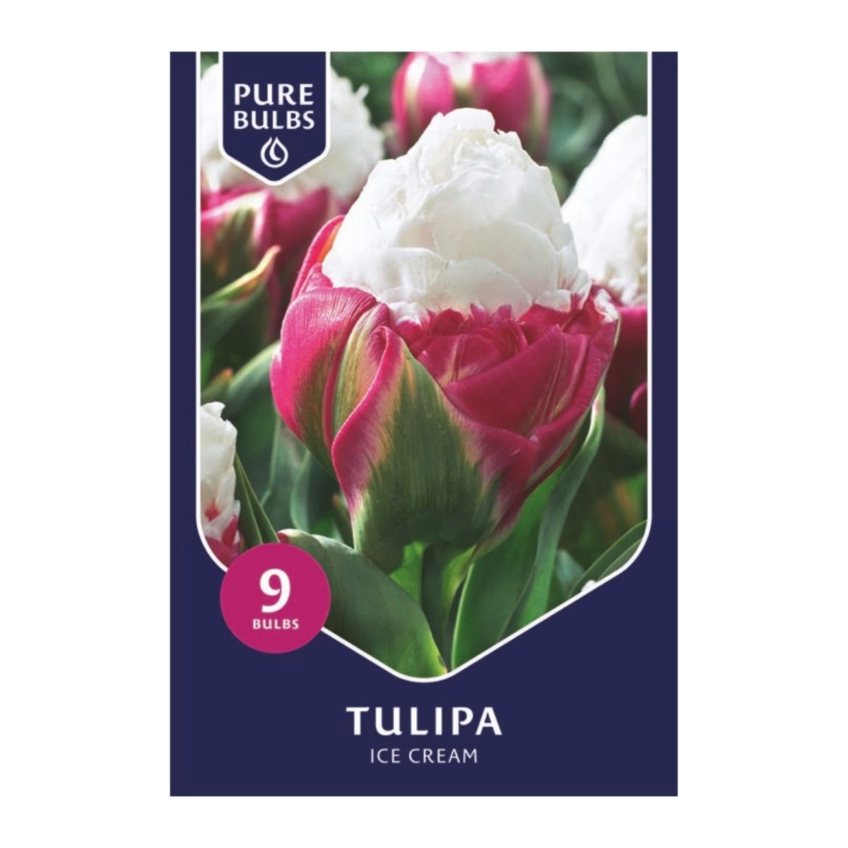 Pure Bulbs Bloembollen Tulp (Tulipa 'Ice Cream') 9 stuks