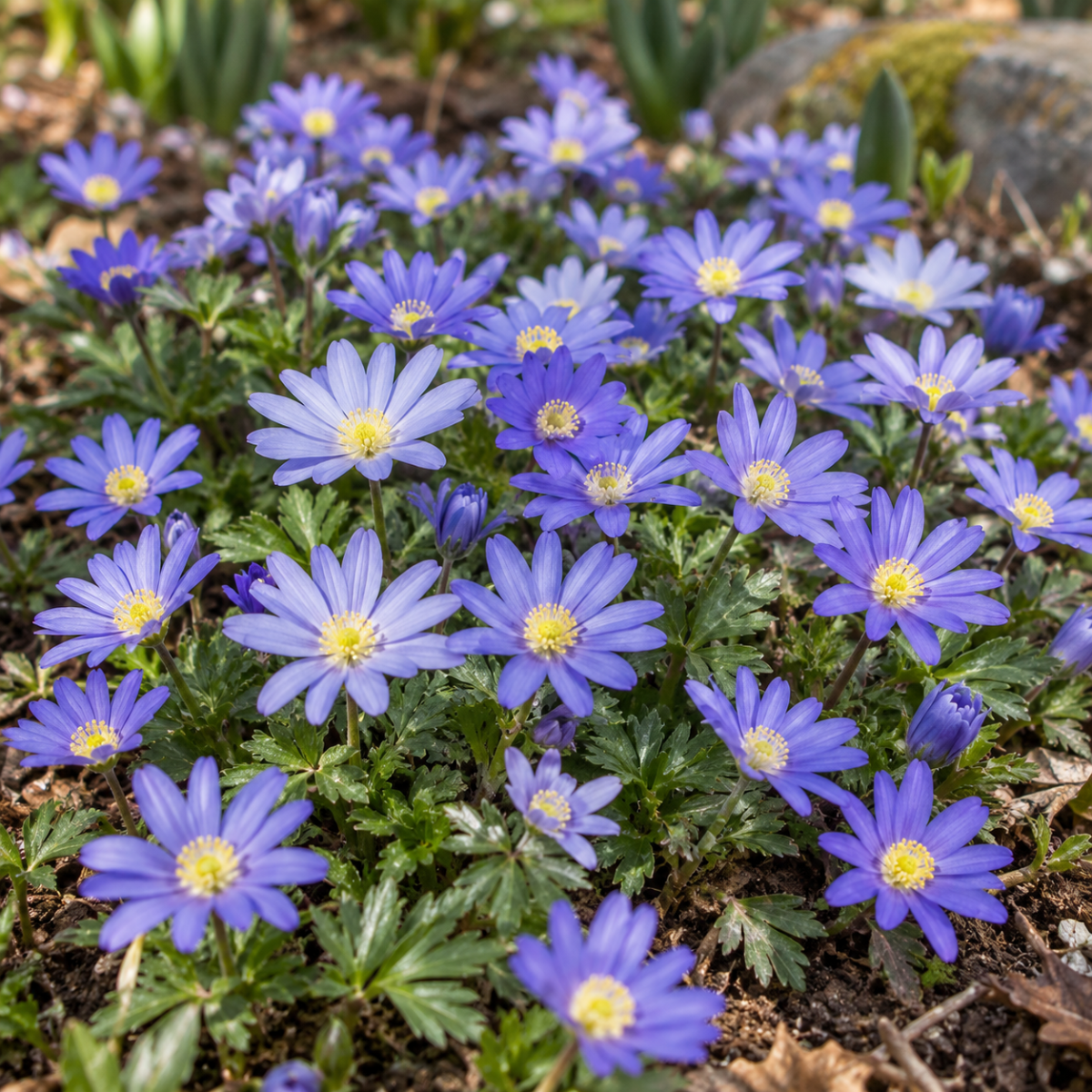 Pure Bulbs Bloembollen Anemoon (Anemone 'Blanda Blue Shades') 50 stuks