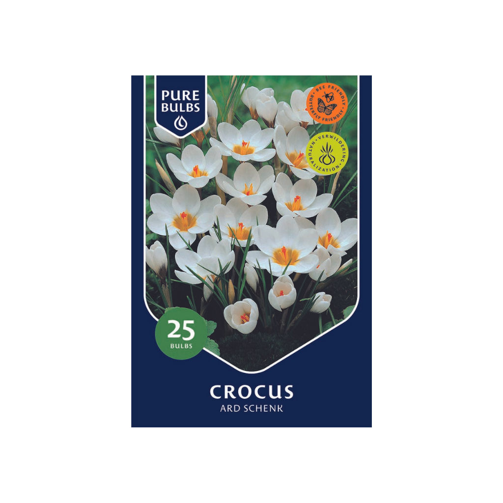 Pure Bulbs Crocus Ard Schenk 25 bollen
