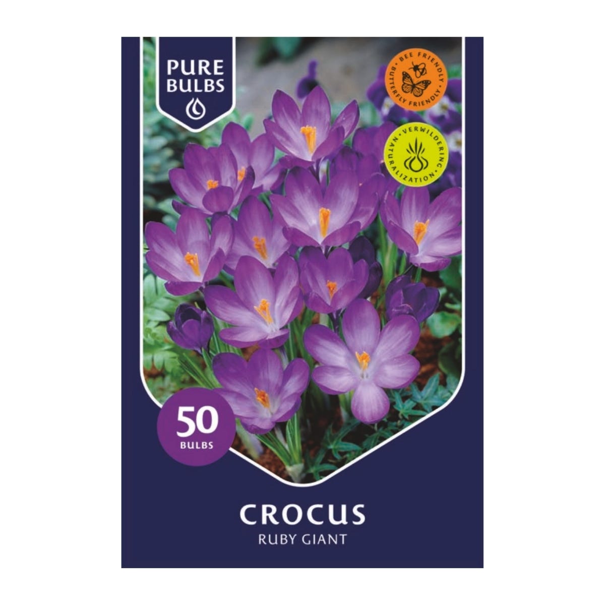 Pure Bulbs Bloembollen Krokus (Crocus 'Ruby Giant') 50 stuks