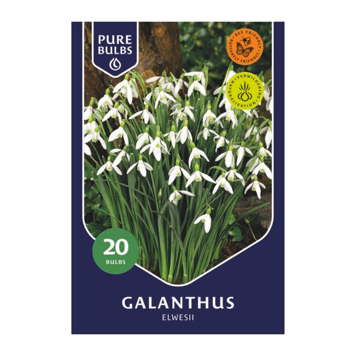 Pure Bulbs Bloembollen Sneeuwklokje (Galanthus 'Elwesii') 20 stuks