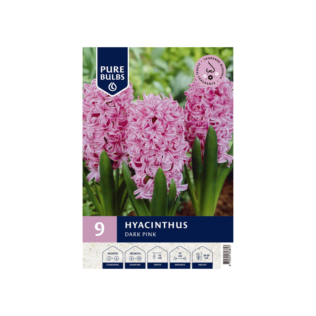 Pure Bulbs Hyacinthus Pink 9 bollen