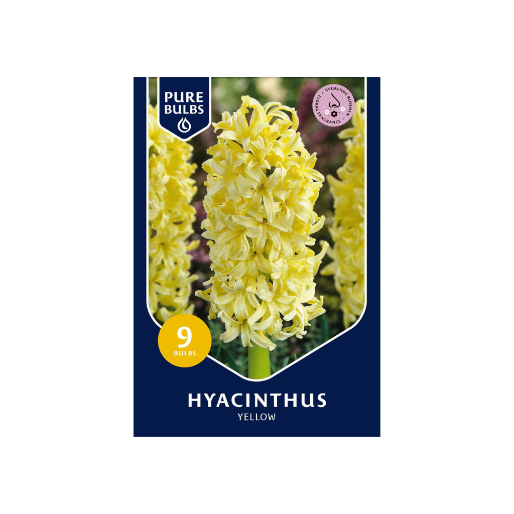Pure Bulbs Hyacinthus Yellow 9 bollen