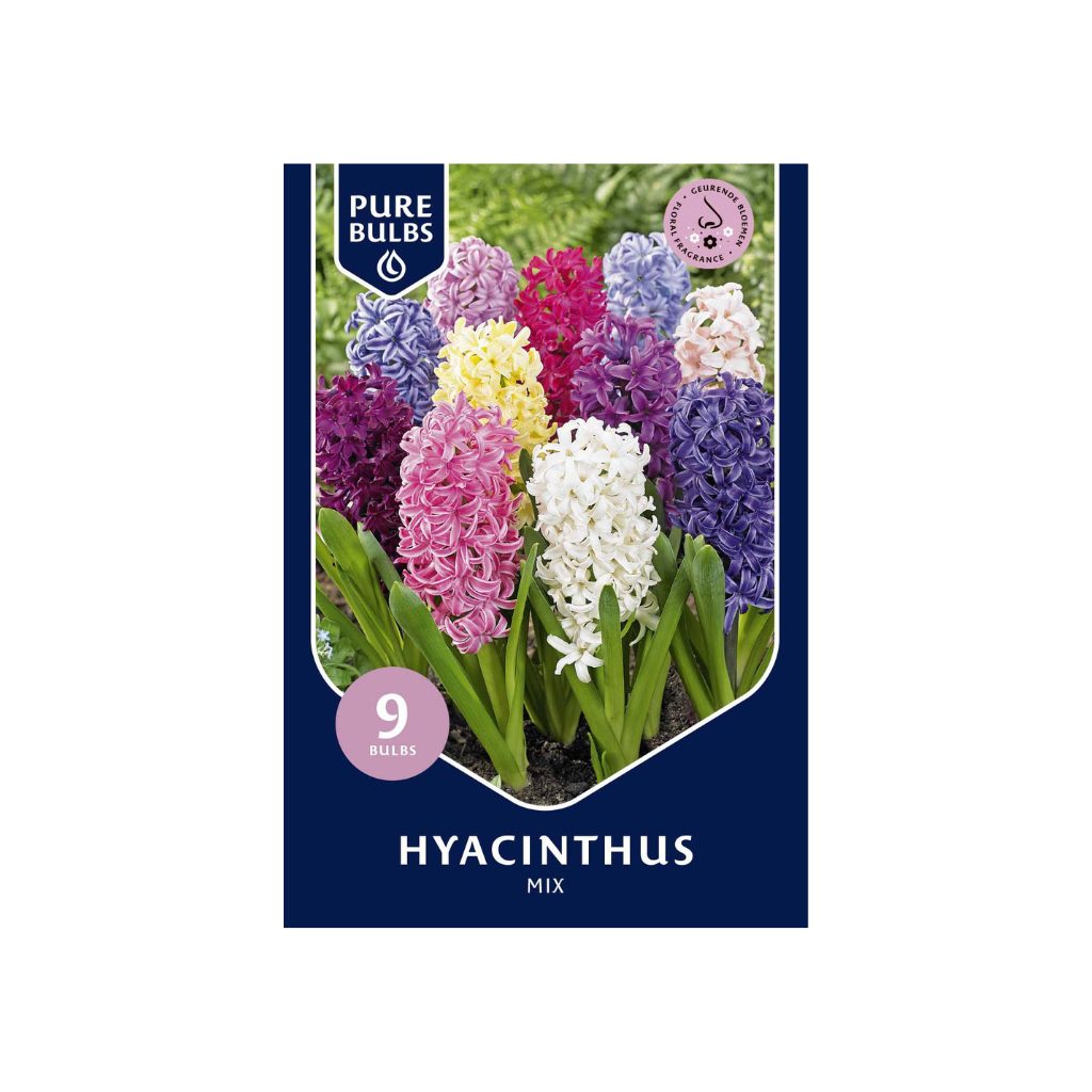 Pure Bulbs Hyacinthus Mix 9 bollen