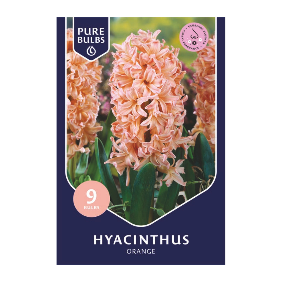 Pure Bulbs Bloembollen Hyacint (Hyacinthus 'Orange') 9 stuks