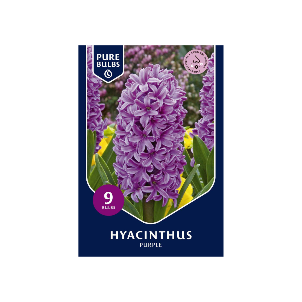 Pure Bulbs Bloembollen Hyacint (Hyacinthus 'Purple') 9 stuks