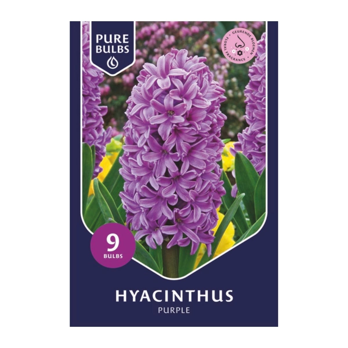 Pure Bulbs Bloembollen Hyacint (Hyacinthus 'Purple') 9 stuks