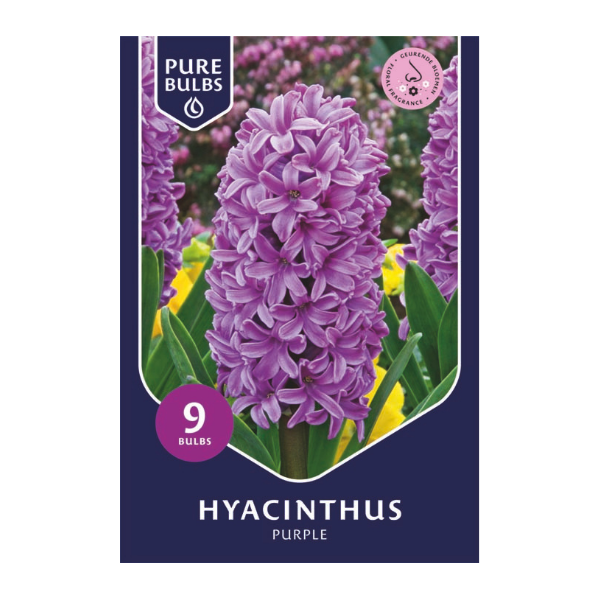 Pure Bulbs Bloembollen Hyacint (Hyacinthus 'Purple') 9 stuks