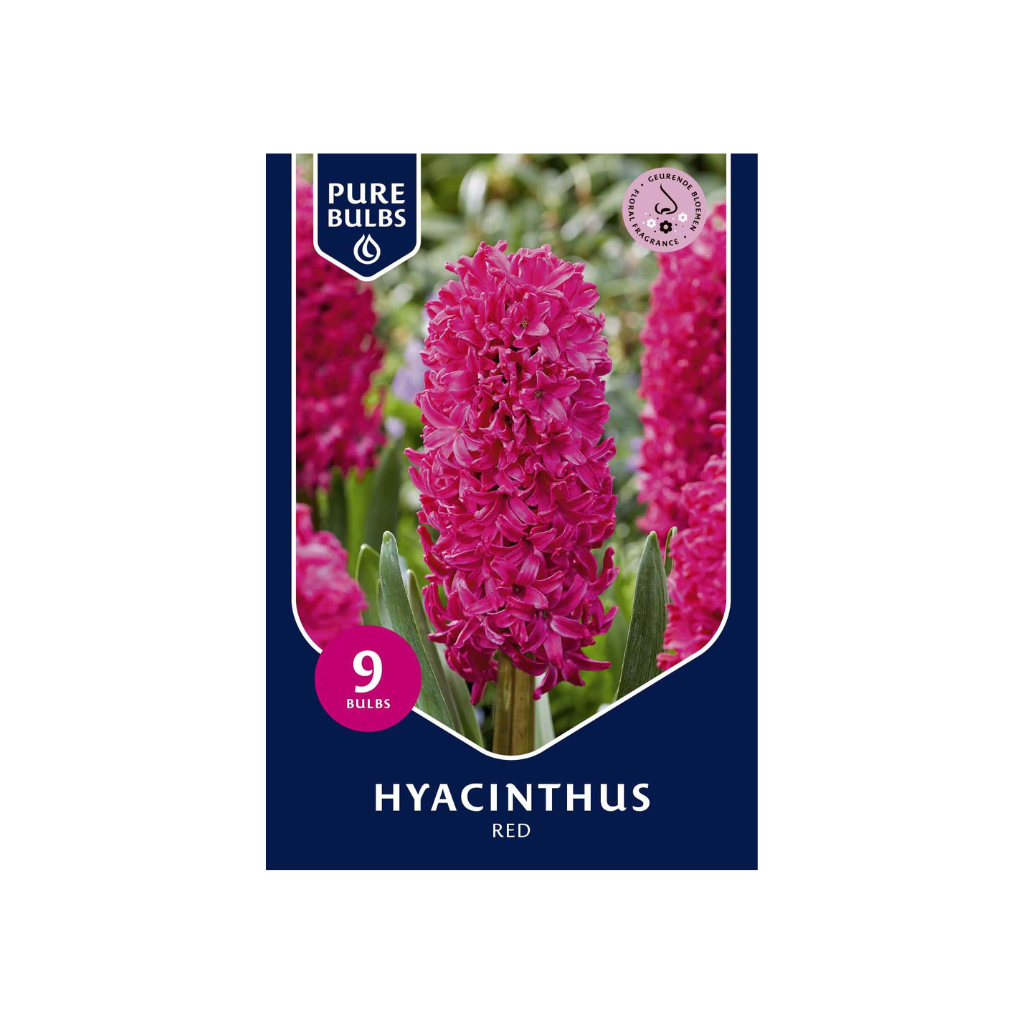 Pure Bulbs Hyacinthus Red 9 bollen