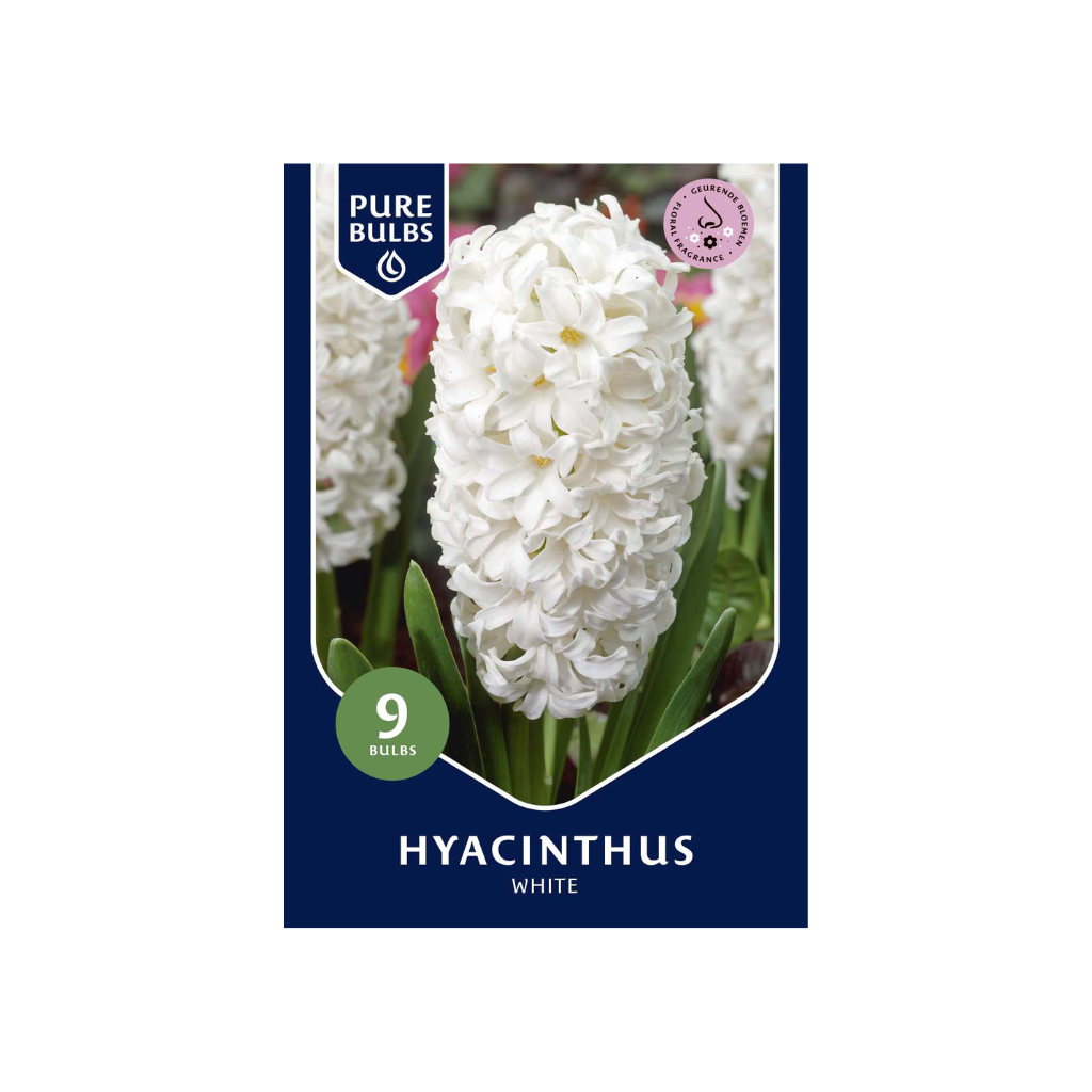 Pure Bulbs Hyacinthus White 9 bollen