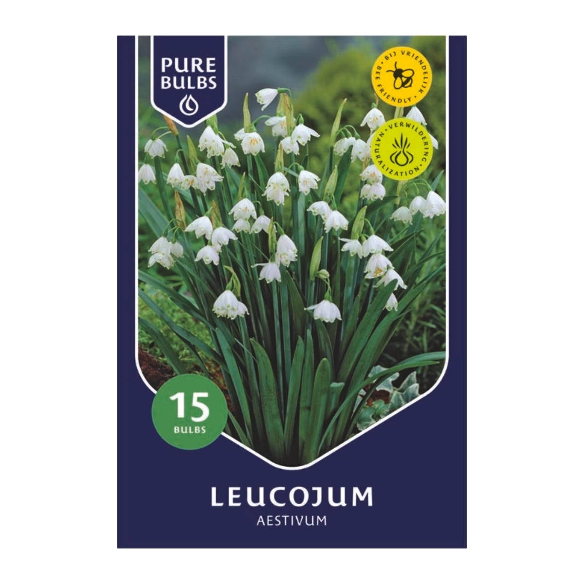 Pure Bulbs Bloembollen Zomerklokje (Leucojum 'Aestivum') 15 stuks