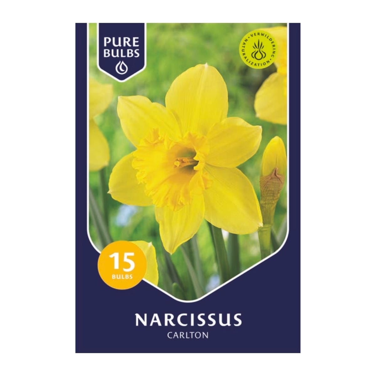 Pure Bulbs Bloembollen Narcis (Narcissus 'Carlton') 15 stuks