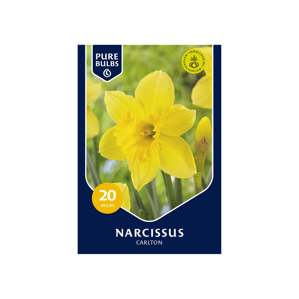 Pure Bulbs Narcissus Carlton 20 bollen