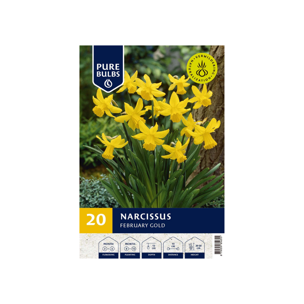 Pure Bulbs Narcissus February Gold 20 bollen