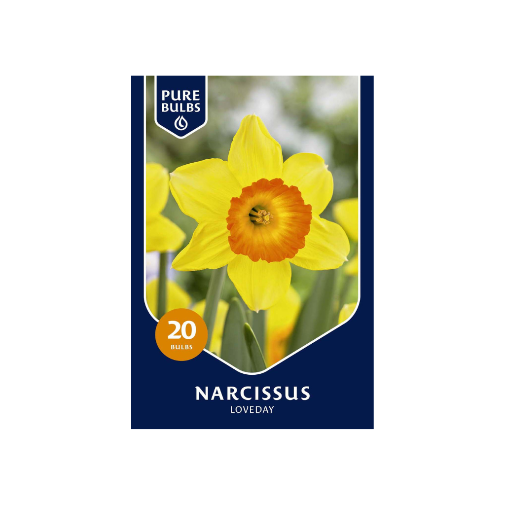 Pure Bulbs Narcissus Loveday 20 bollen