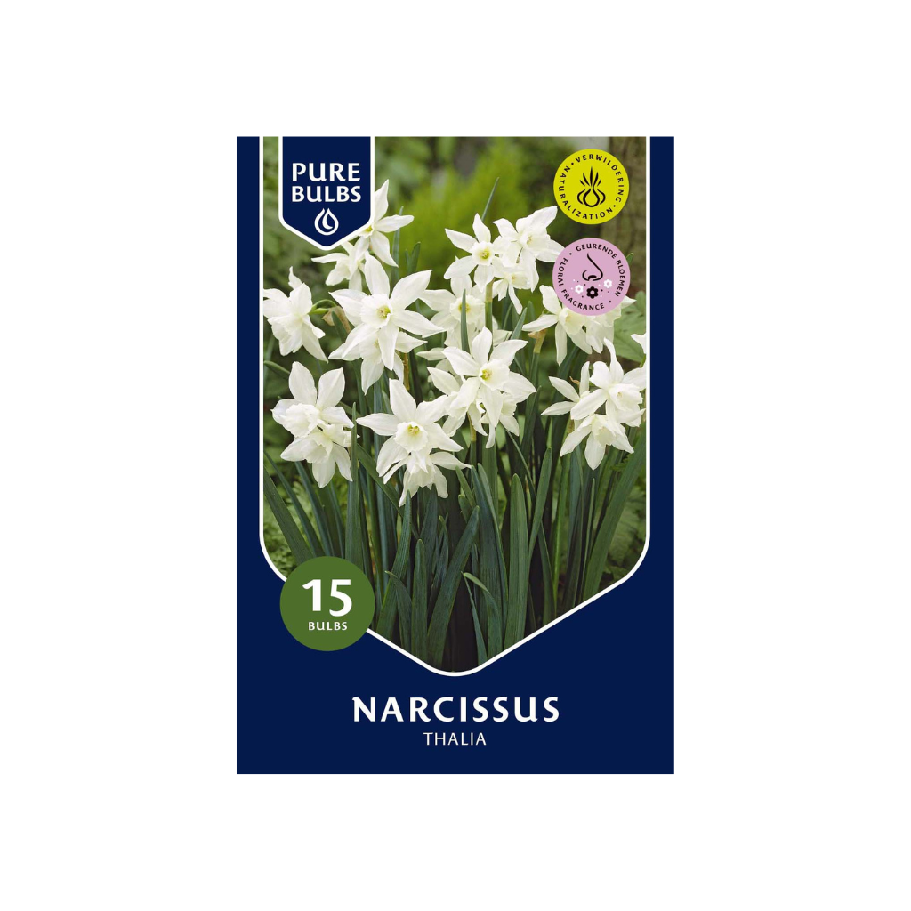 Pure Bulbs Narcissus Thalia 15 bollen
