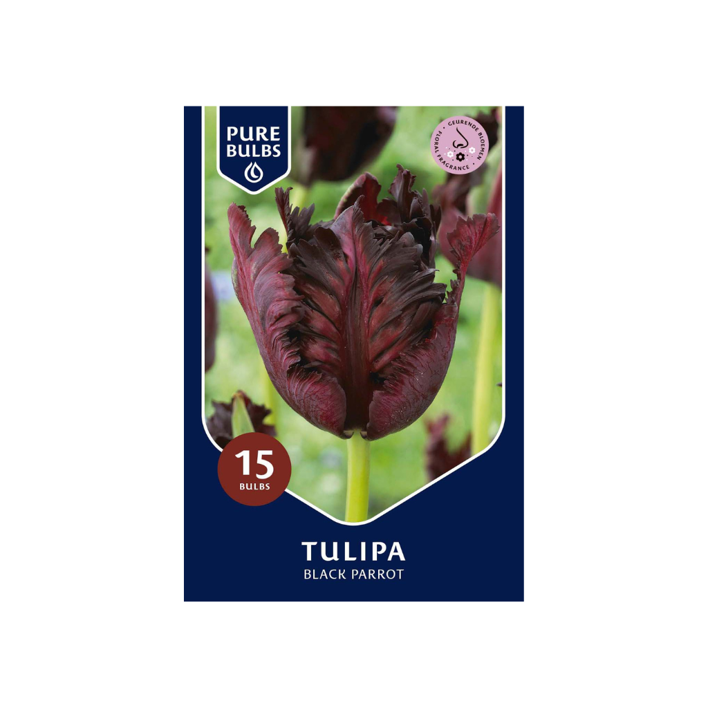Pure Bulbs Tulipa Black Parrot 12 bollen