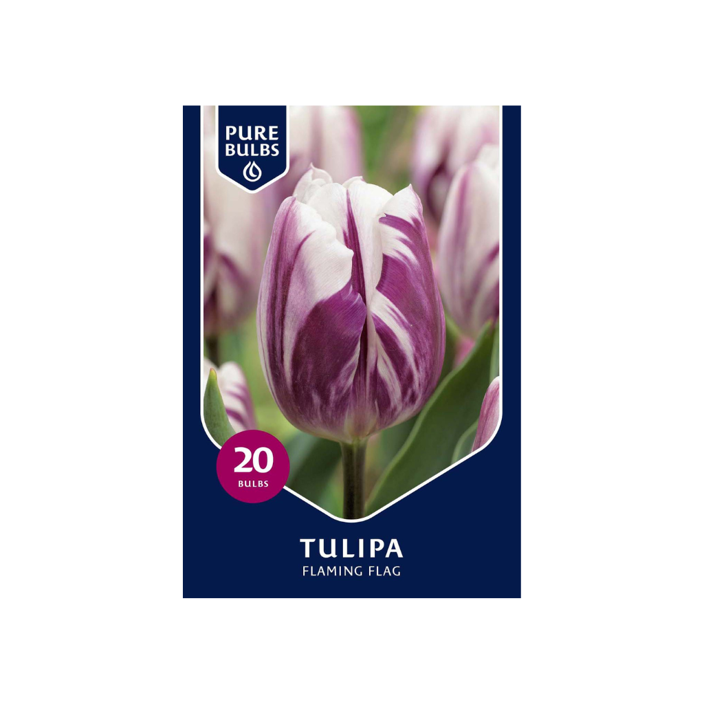 Pure Bulbs Tulipa Flaming Flag 15 bollen