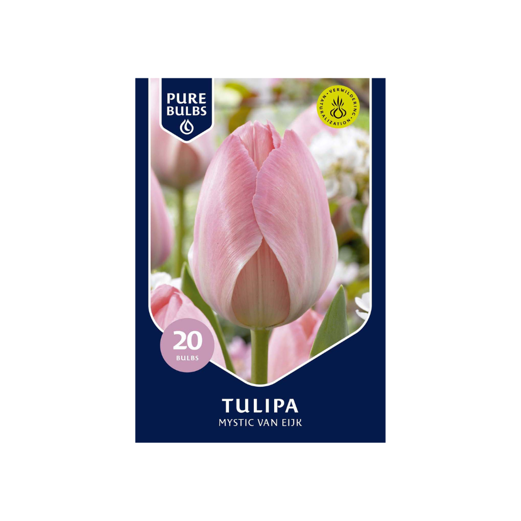 Pure Bulbs Tulipa Mystic Van Eijk 15 bollen