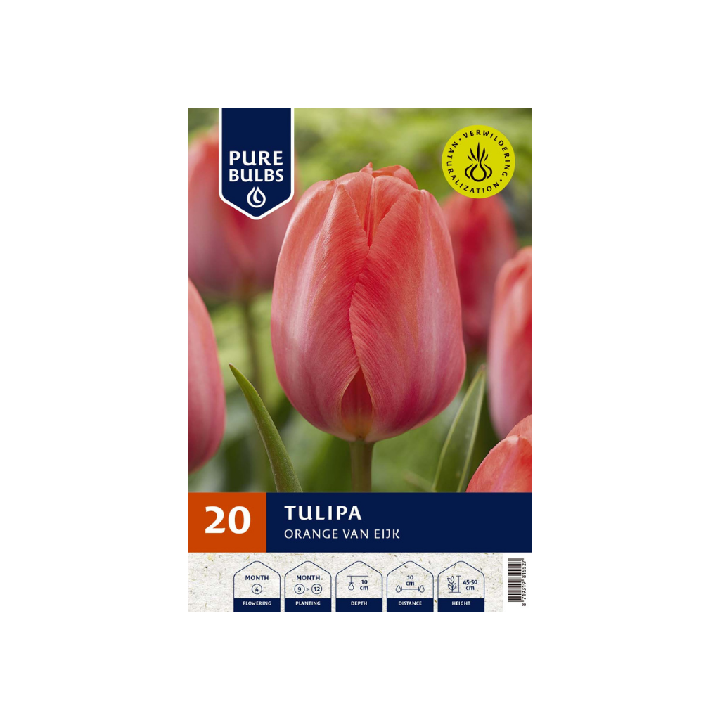 Pure Bulbs Tulipa Orange van Eijk 15 bollen