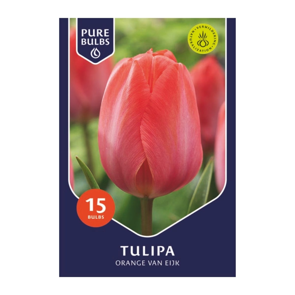 Pure Bulbs Bloembollen Tulp (Tulipa 'Orange van Eijk') 15 stuks