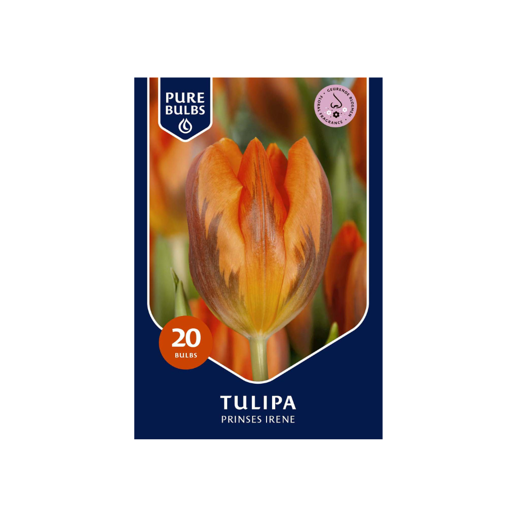 Pure Bulbs Tulipa Prinses Irene 15 bollen