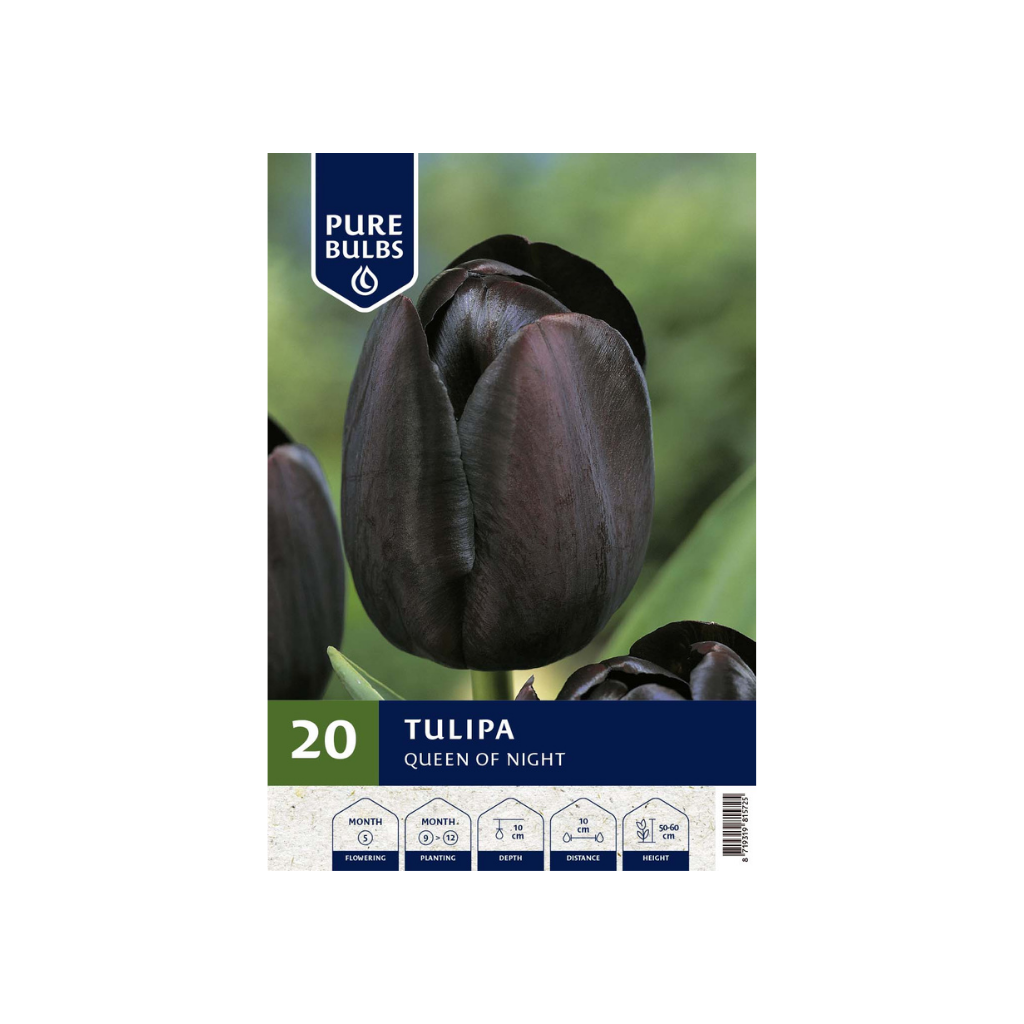Pure Bulbs Tulipa Queen of Night 12 bollen