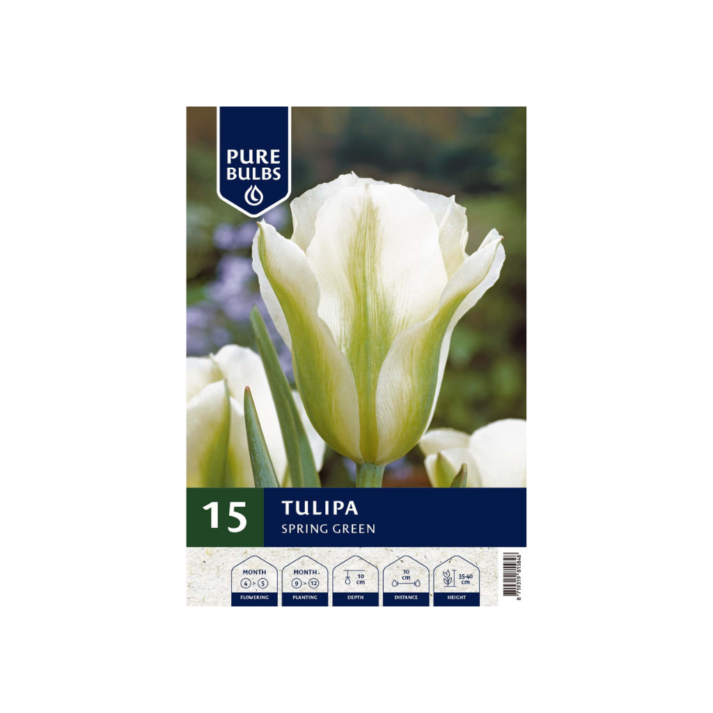 Pure Bulbs Tulipa Spring Green 12 bollen