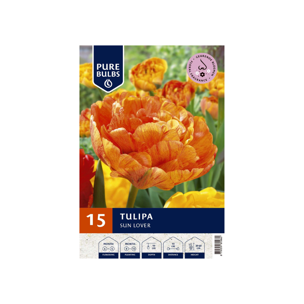 Pure Bulbs Tulipa Sun Lover 12 bollen