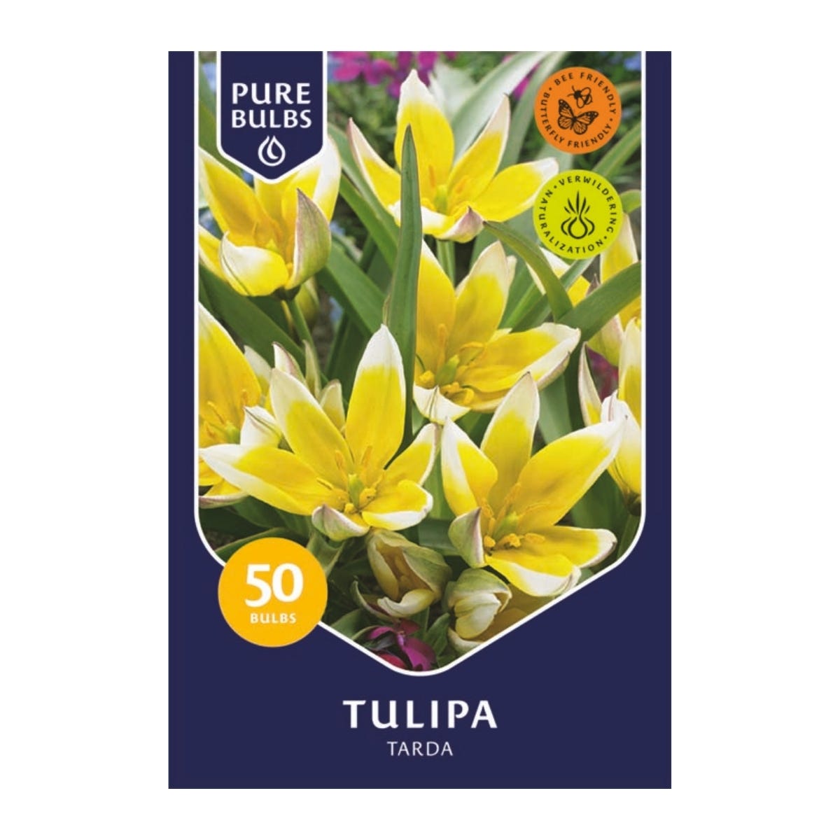 Pure Bulbs Bloembollen Tulp (Tulipa 'Tarda') 50 stuks