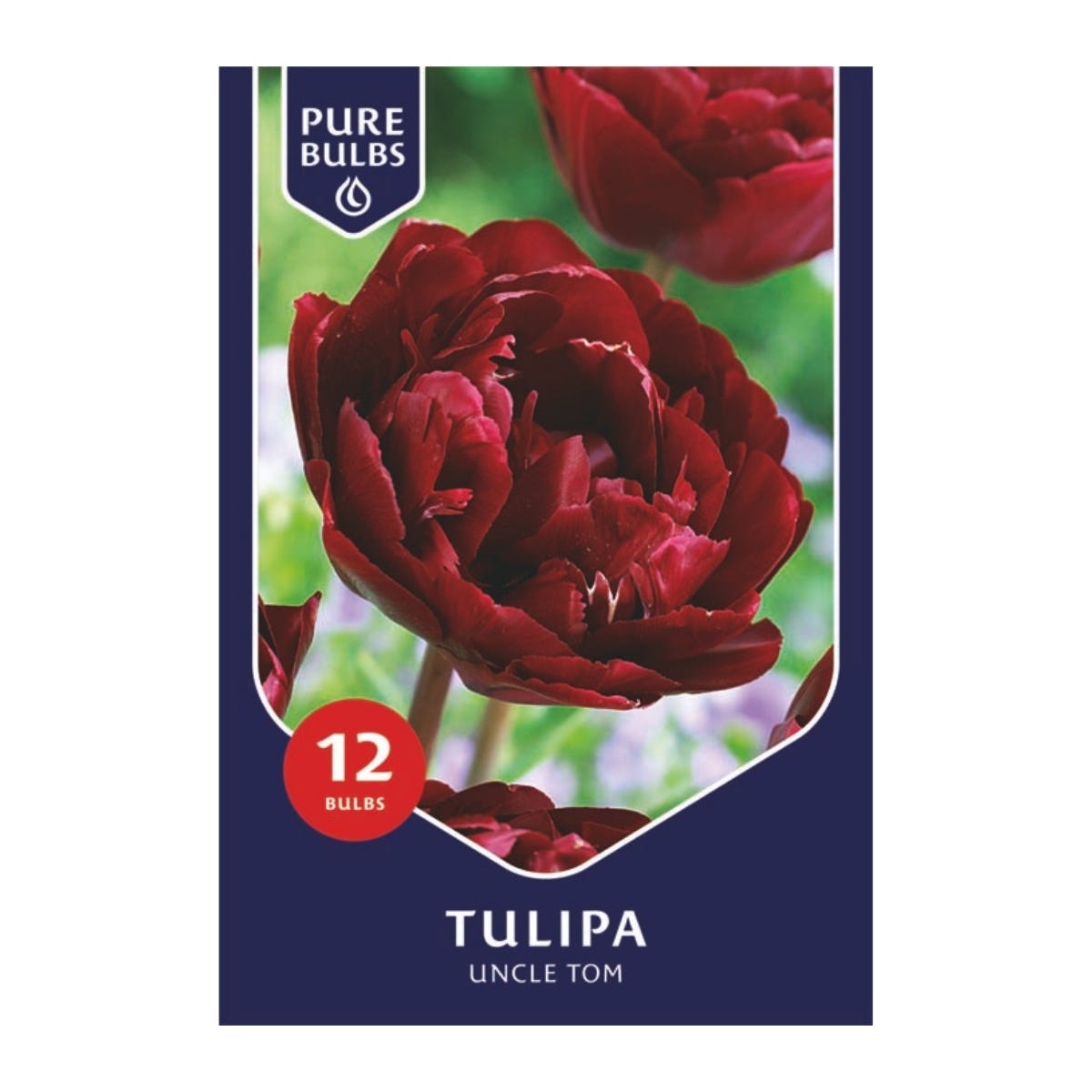 Pure Bulbs Bloembollen Tulp (Tulipa 'Uncle Tom') 12 stuks