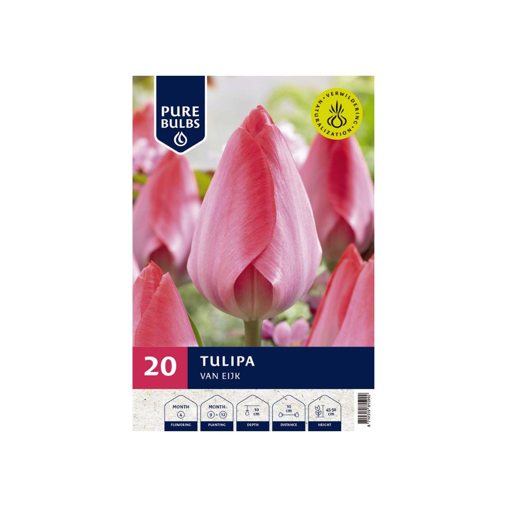 Pure Bulbs Tulipa Van Eijk 15 bollen