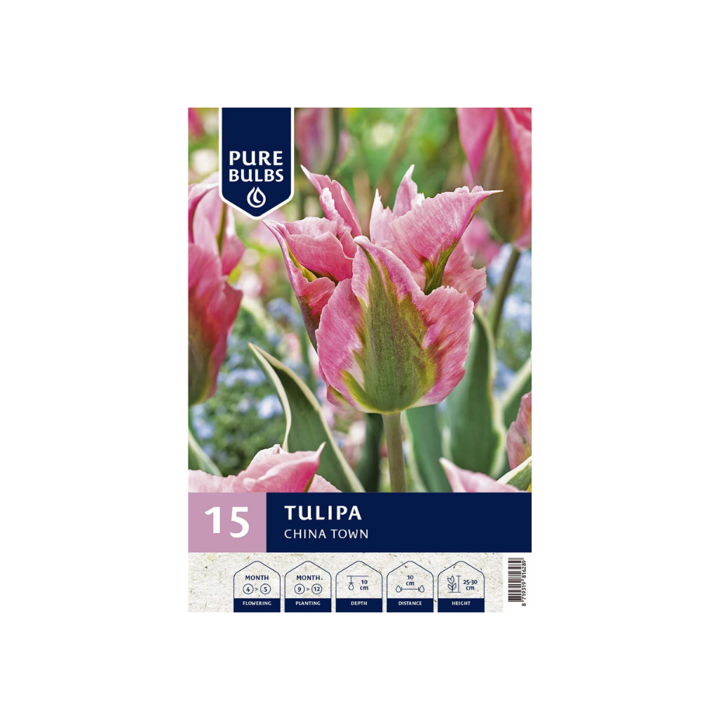 Pure Bulbs Tulipa China Town 12 bollen