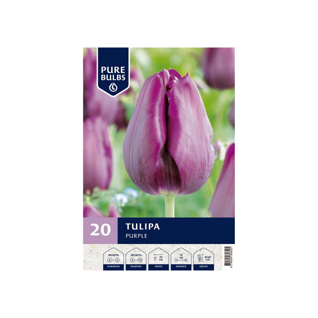 Pure Bulbs Tulipa Purple 15 bollen