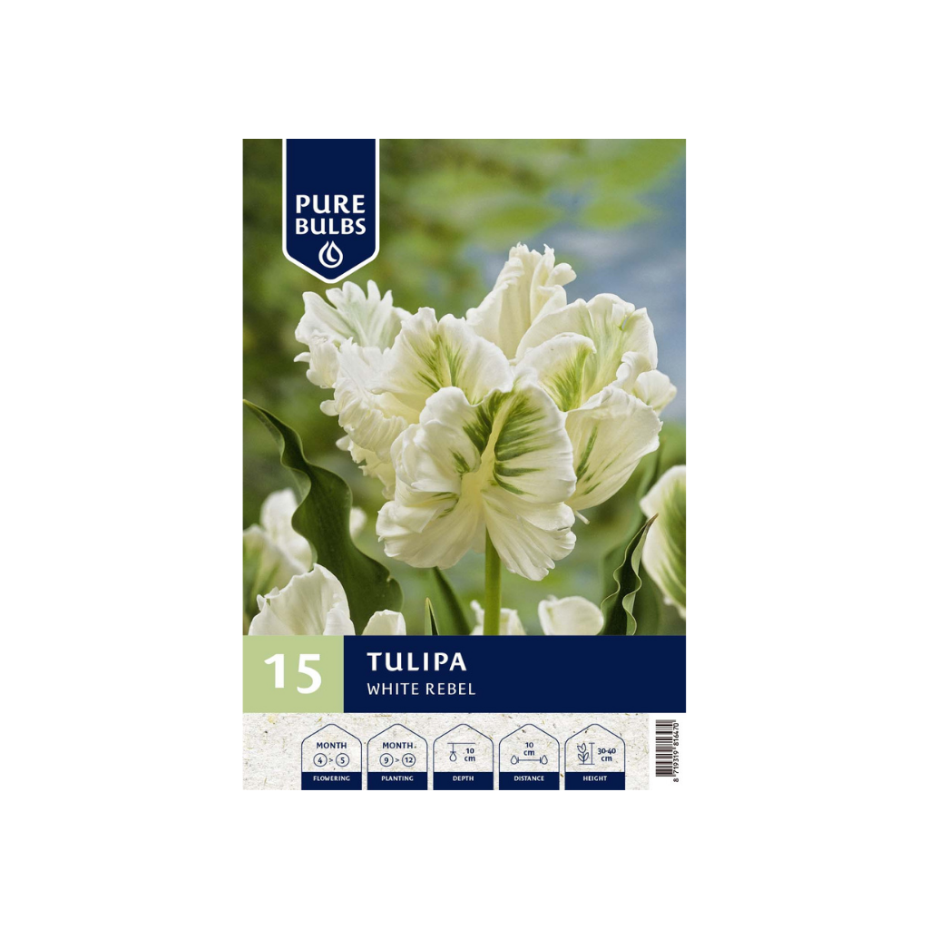 Pure Bulbs Tulipa White Rebel 12 bollen