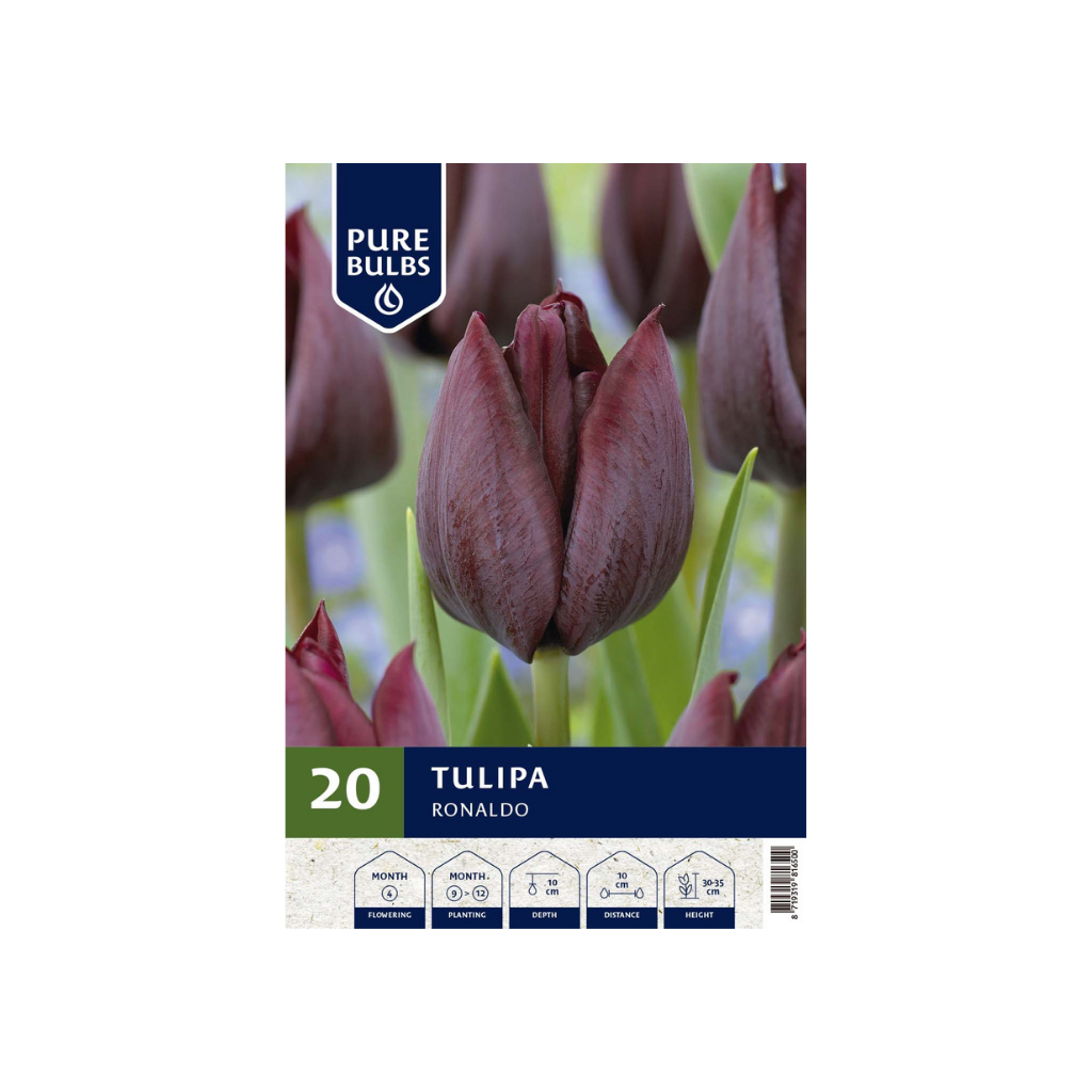 Pure Bulbs Tulipa Ronaldo 15 bollen