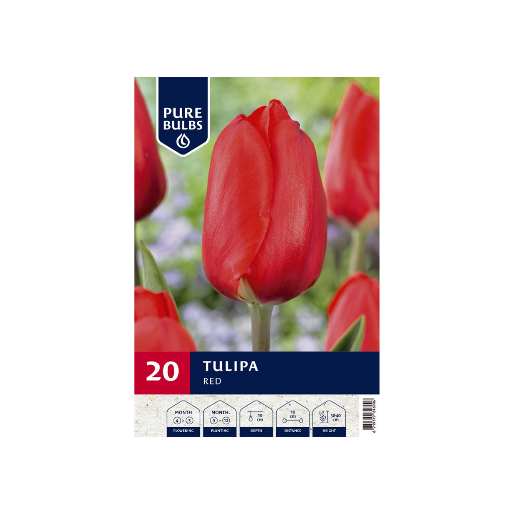 Pure Bulbs Tulipa Red 15 bollen