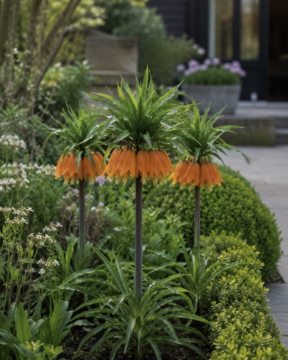 Pure Bulbs Bloembollen Kivietsbloem (Fritillaria 'Imperalis Aurora') 3 stuks